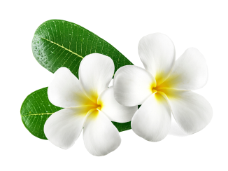 Leaf Image